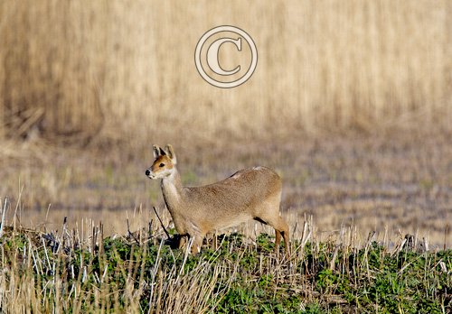 Chinese Water Deer 8
